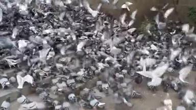 巨大的鸽子群在市街起飞。 慢动作